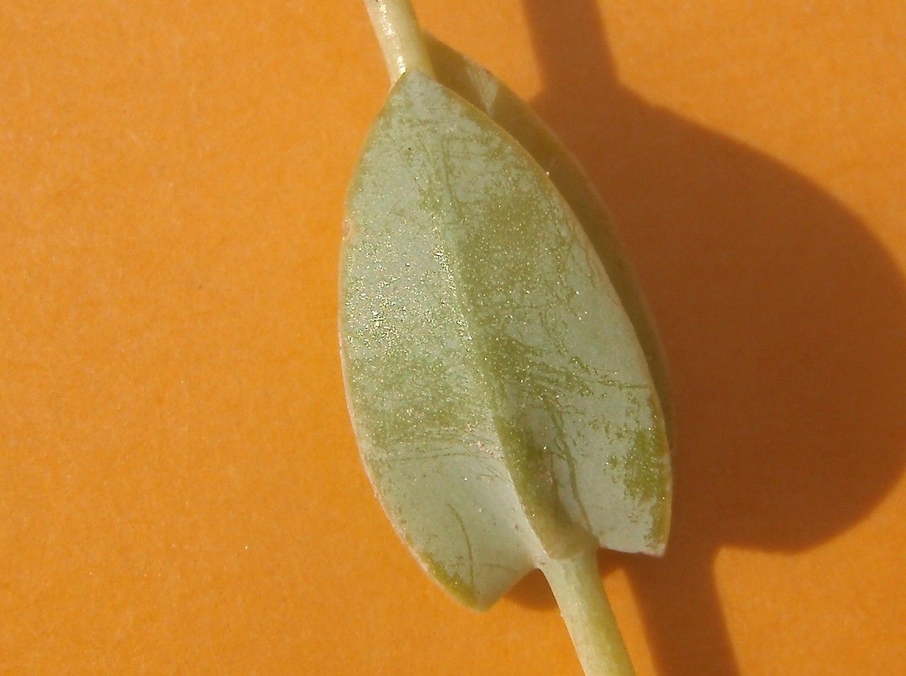 Blackstonia acuminata fruit