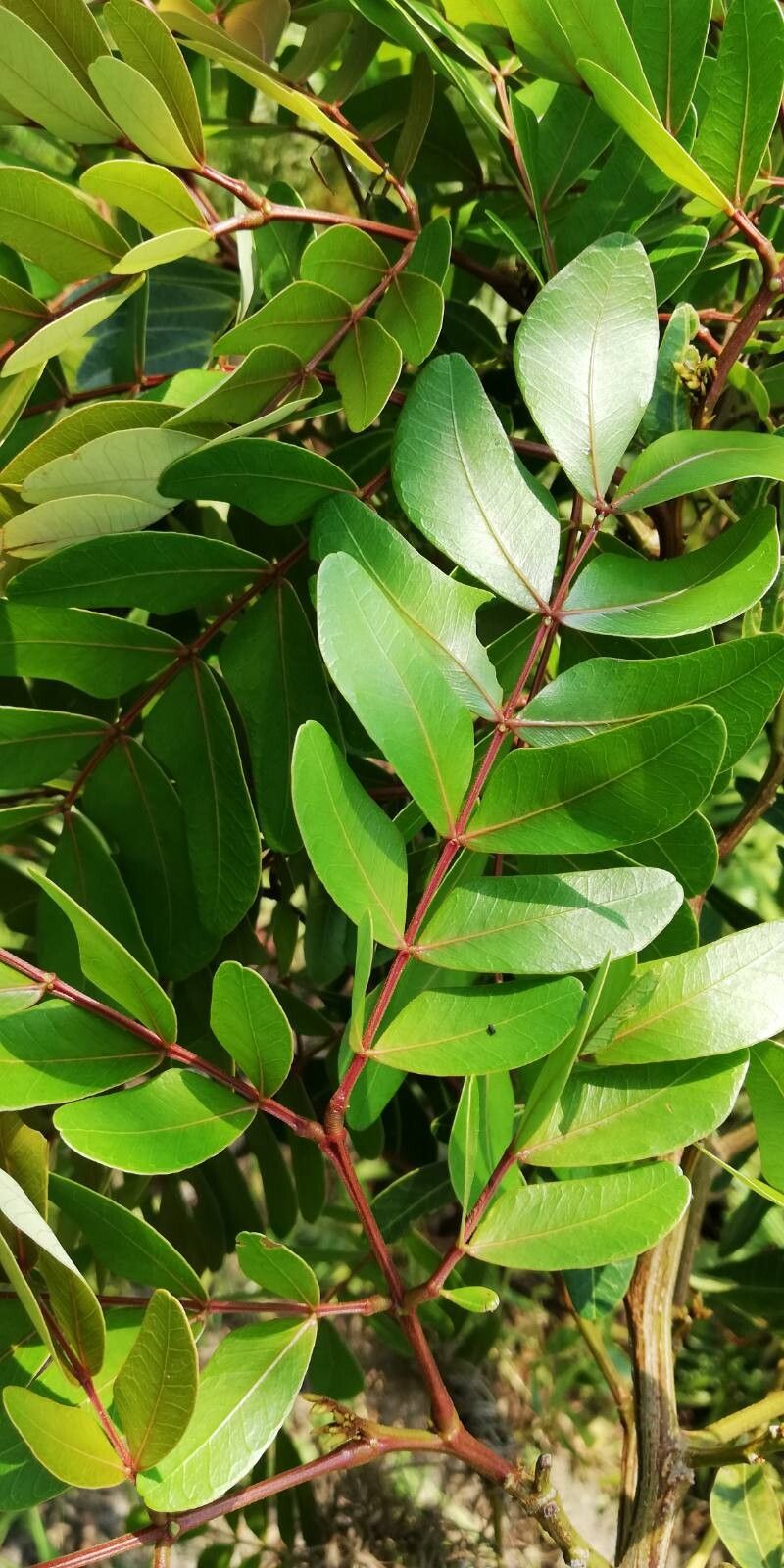 Albizia obliquifoliolata — search result for 'Albizia'