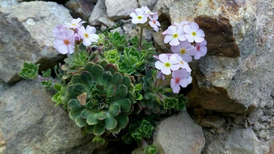 Androsace sempervivoides flower