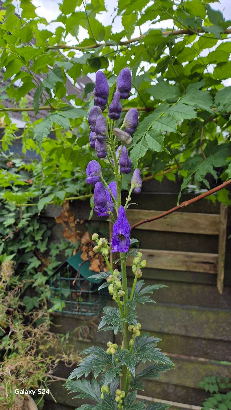 Aconitum fischeri flower