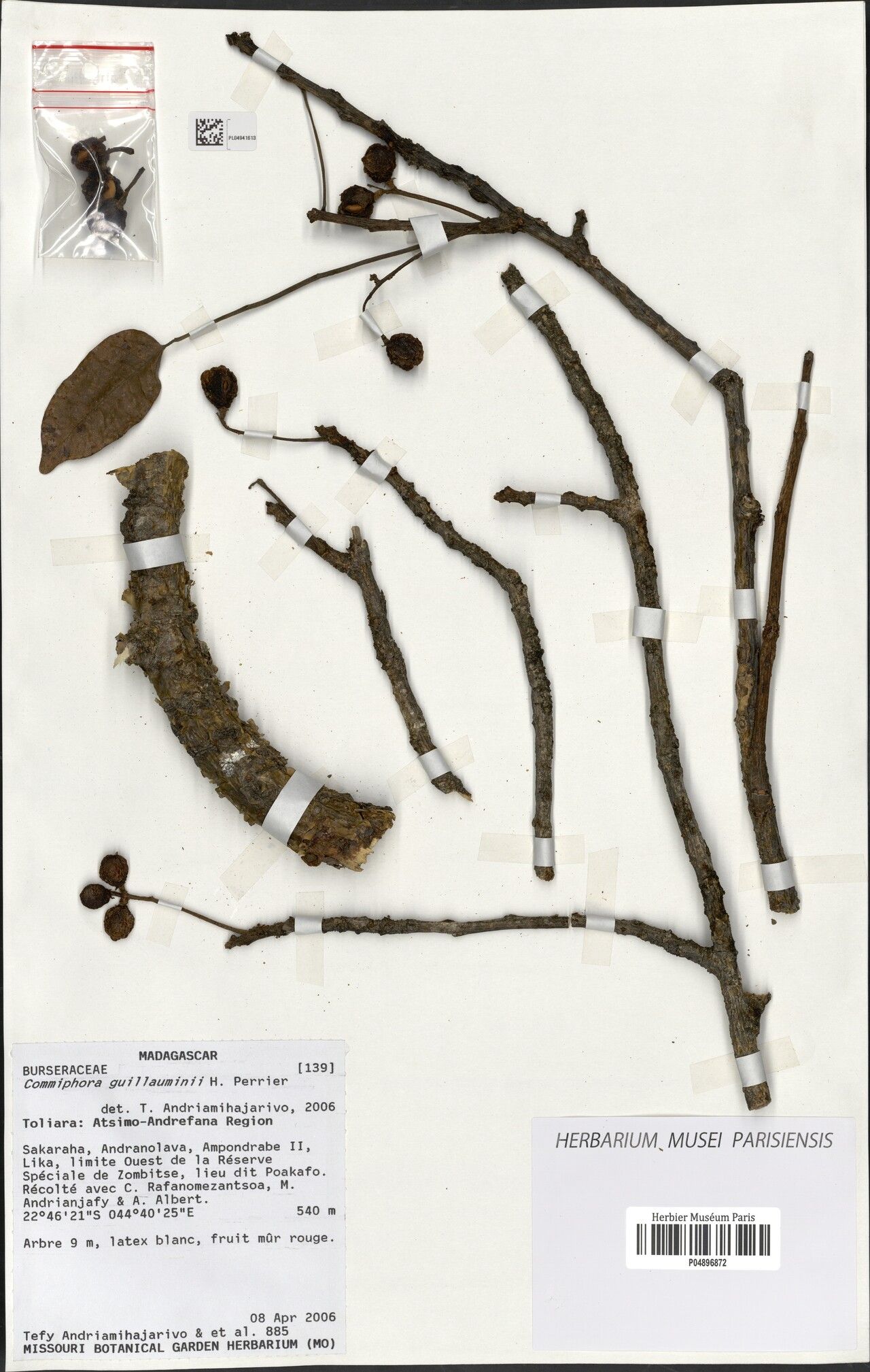 Commiphora razakamalalae — houseplant care guide