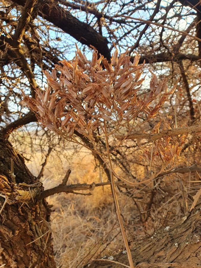 Kalanchoe prittwitzii fruit