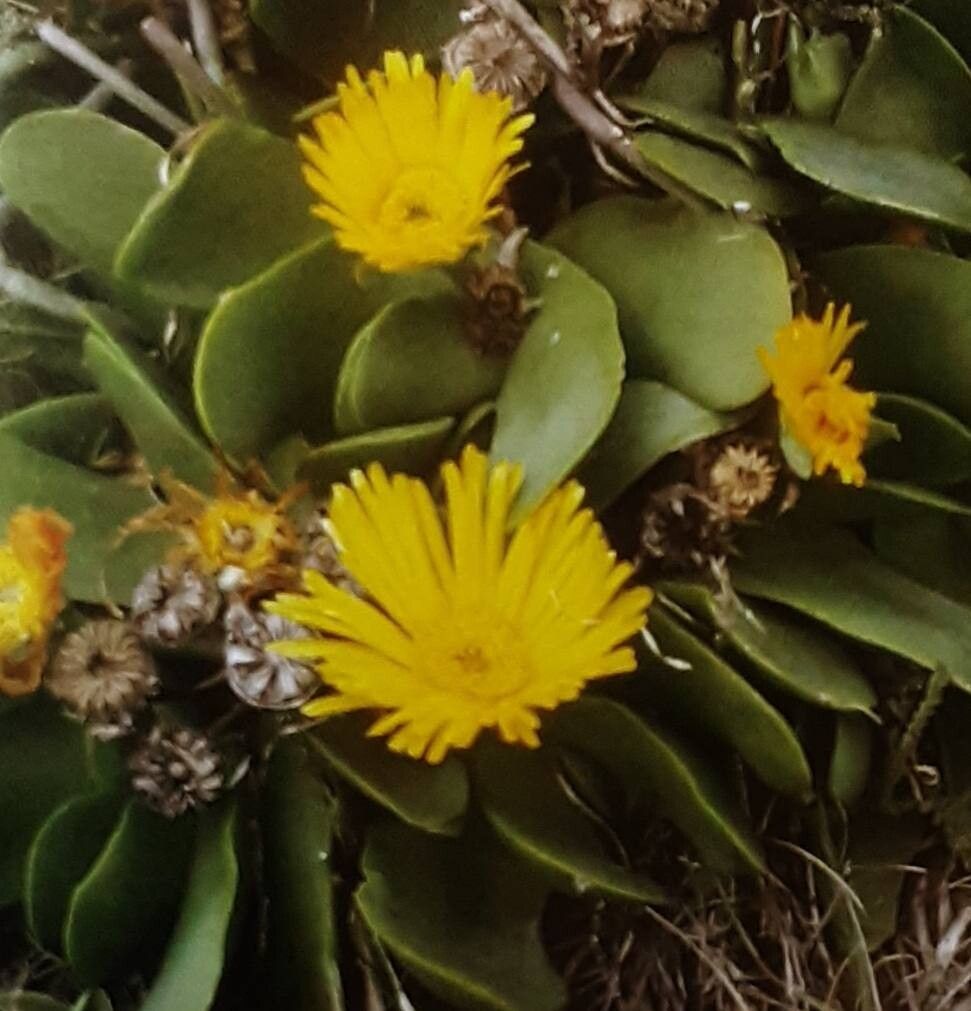 Glottiphyllum grandiflorum — related species from the same genus