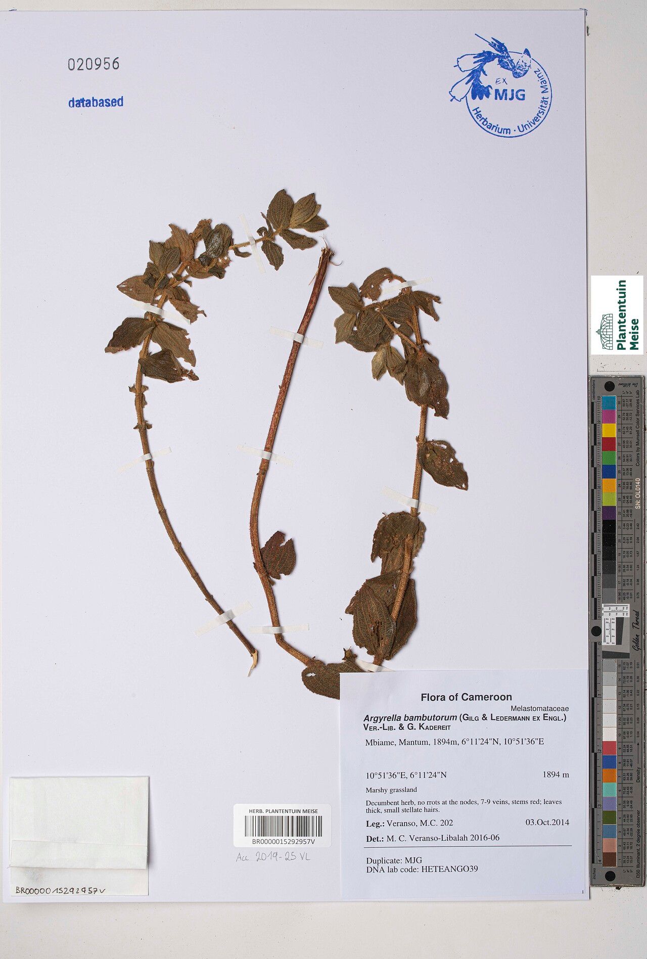 Argyrella bambutorum — related species from the same genus