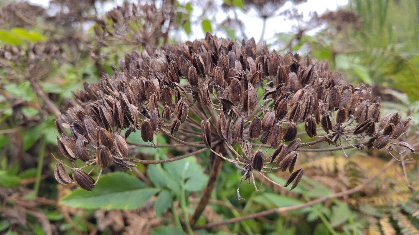 Daucus decipiens fruit
