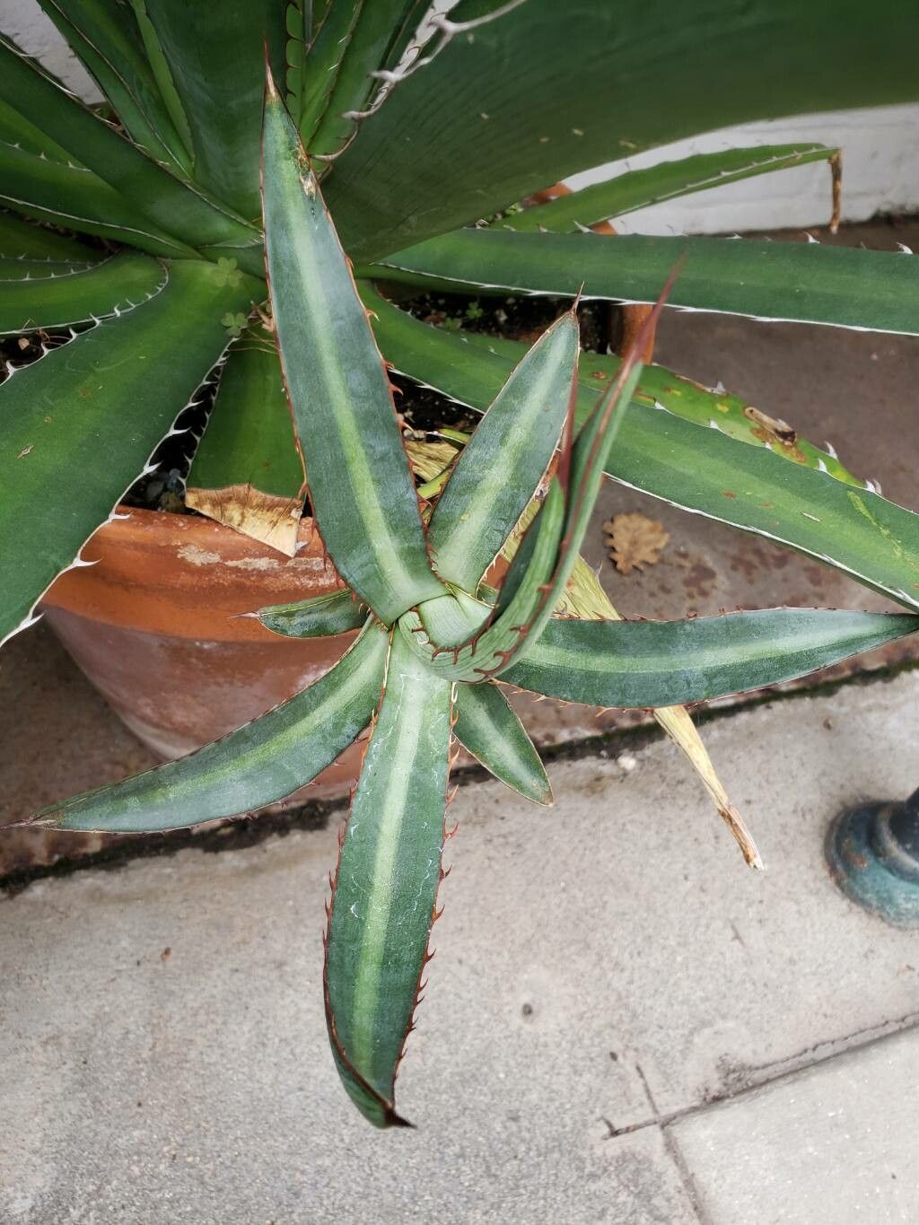 Agave undulata leaf