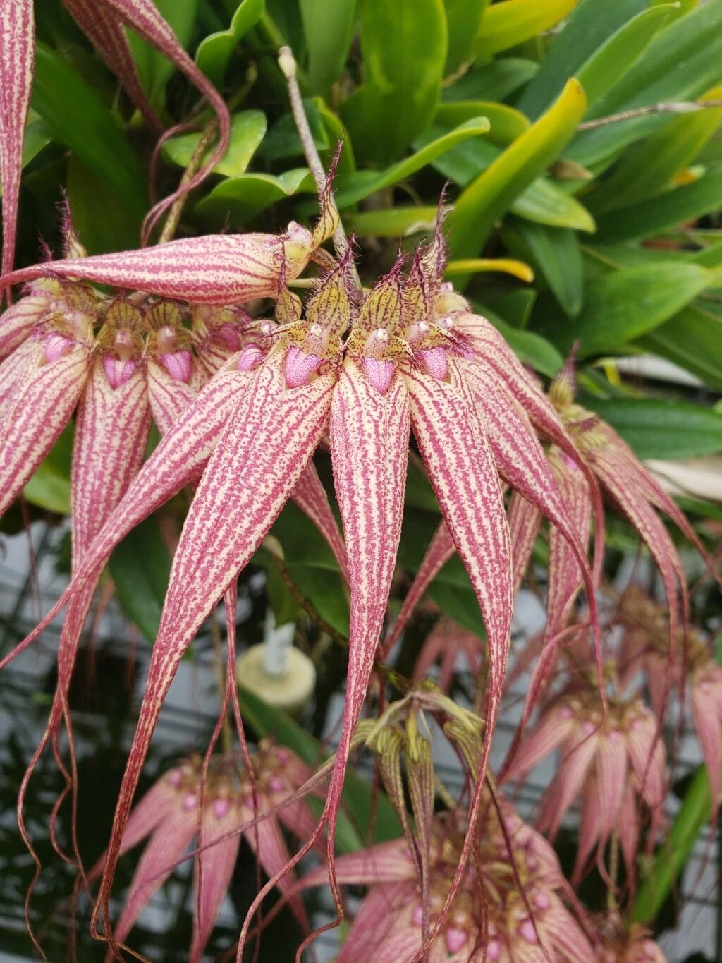 Bulbophyllum longissimum flower