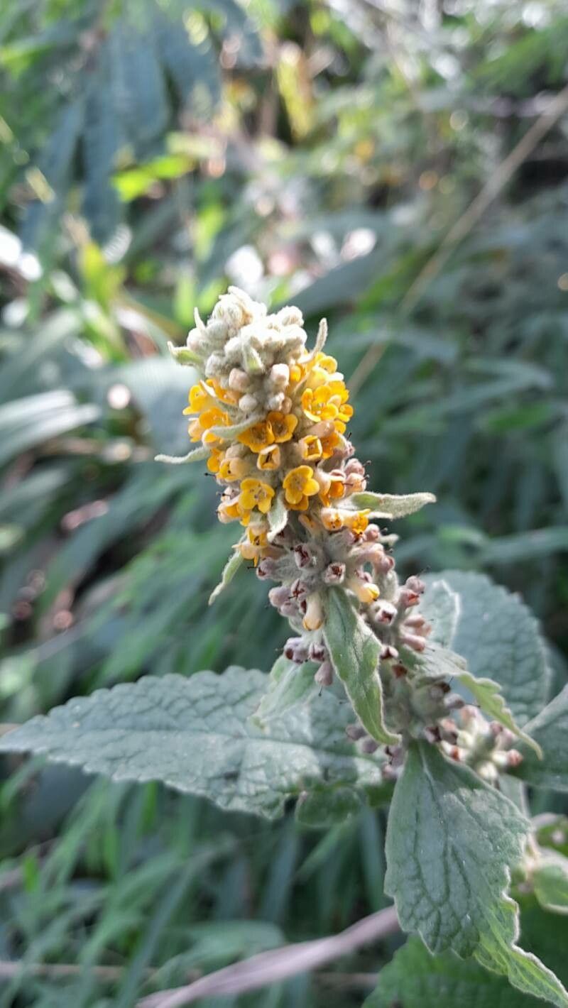 Buddleja stachyoides flower