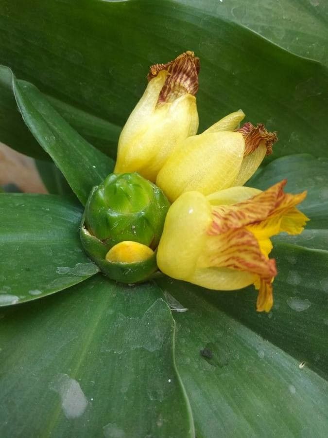 Costus elegans fruit