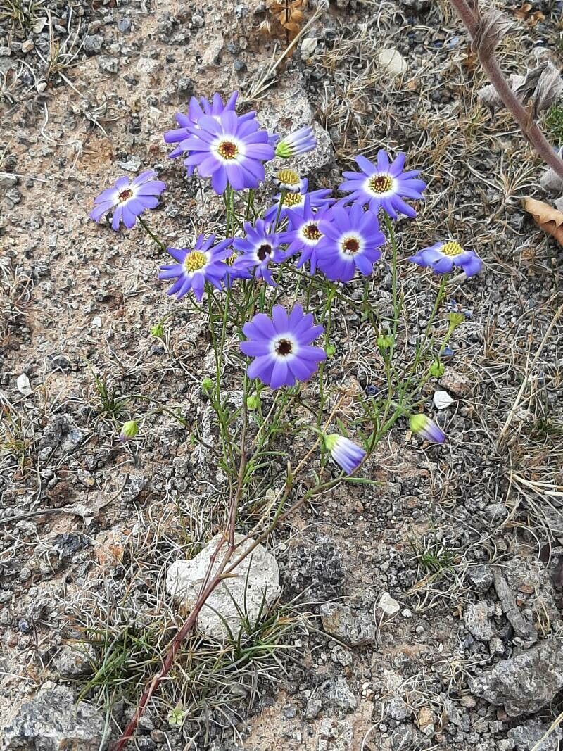 Brachyscome iberidifolia habit