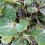 Vaccinium corymbosum