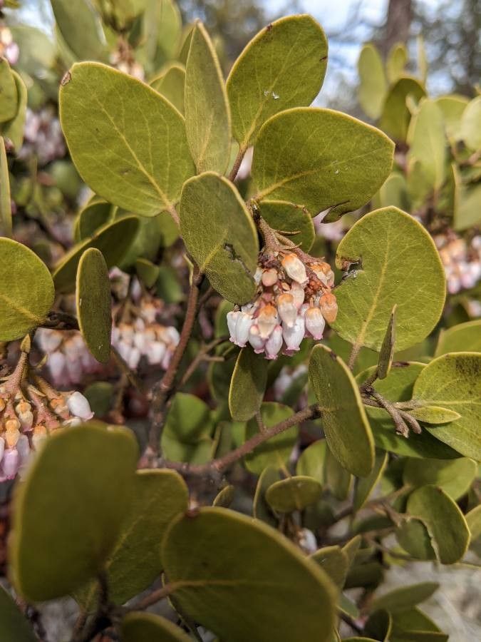 Arctostaphylos patula flower