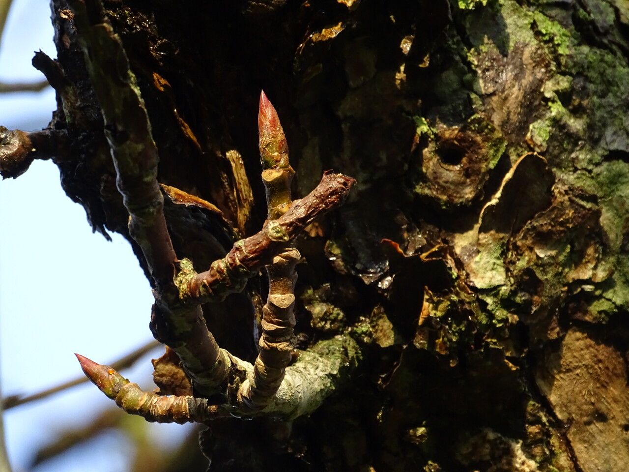 Populus violascens bark
