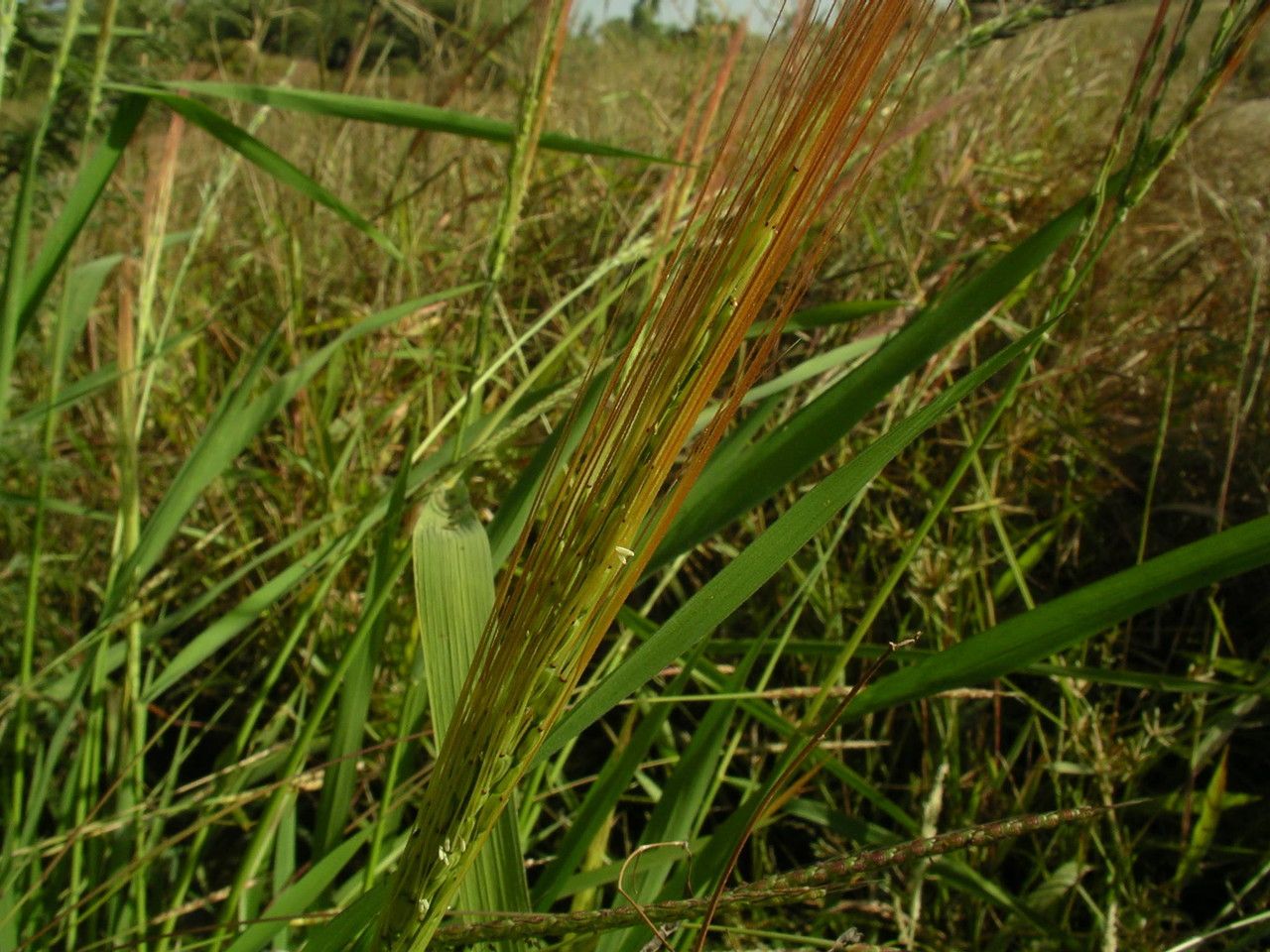 Oryza barthii habit