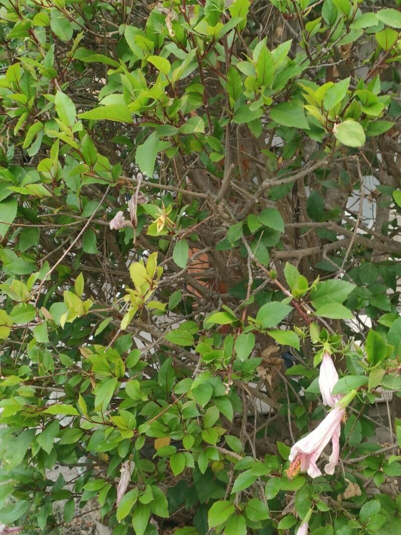 Hibiscus genevii leaf
