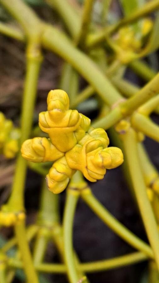 Viscum album flower