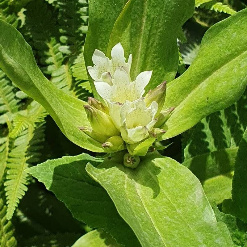 Gentiana tibetica flower