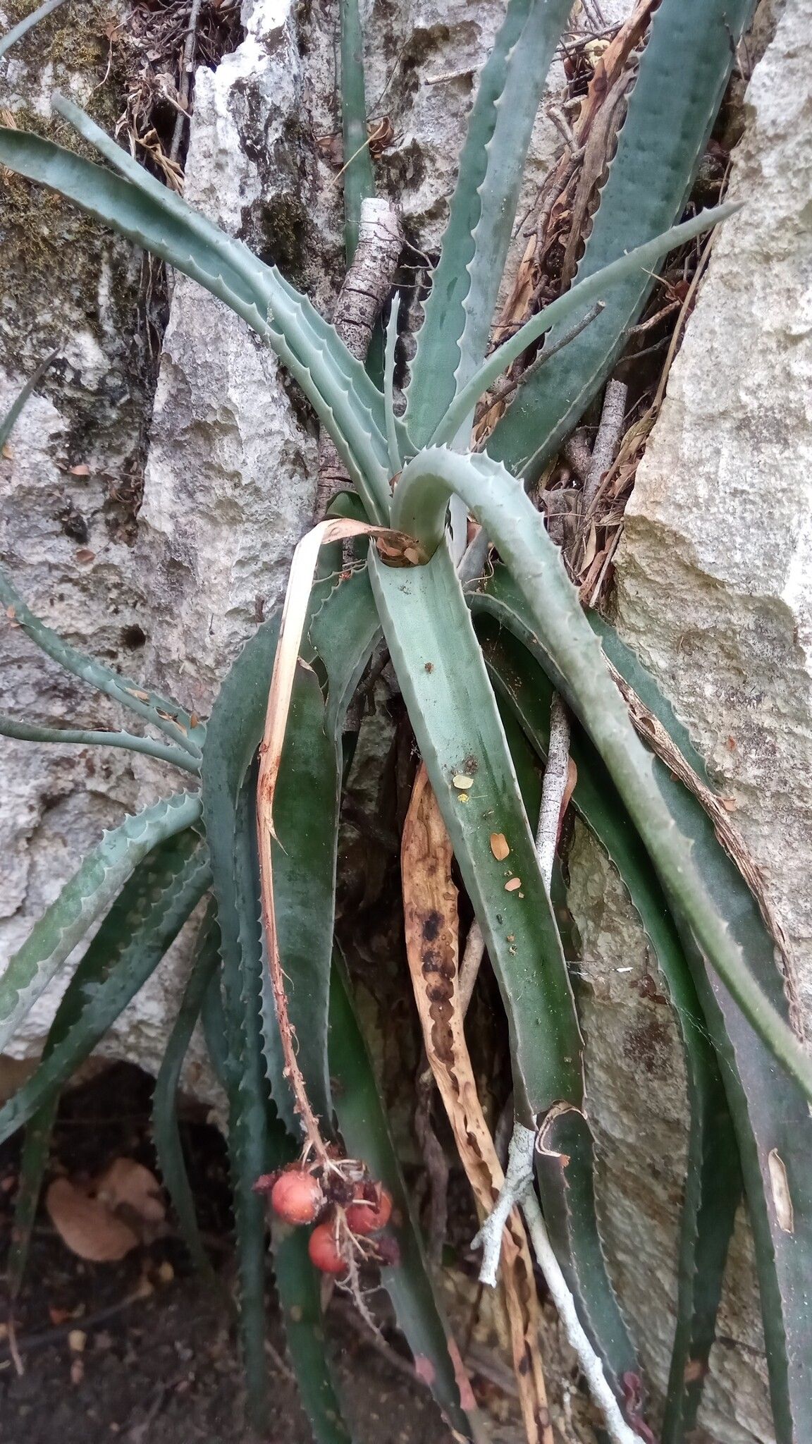Aloe namorokaensis habit