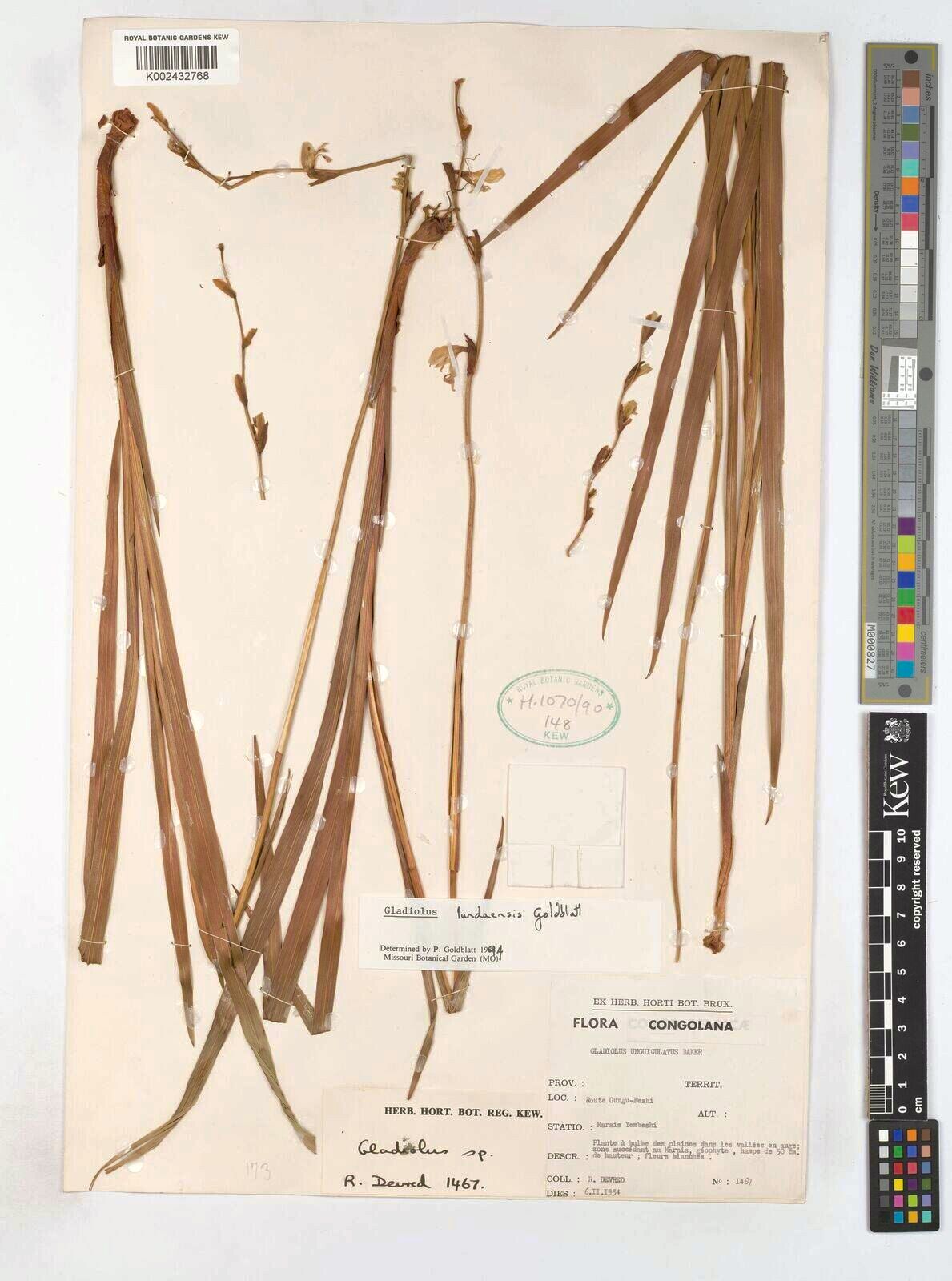 Gladiolus lundaensis — search result for 'Gladiolus'