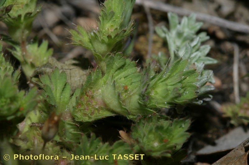 Aphanes cornucopioides other