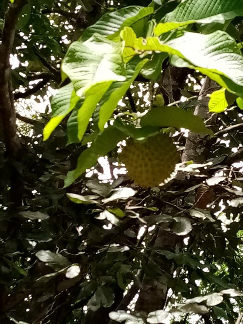Annona purpurea — unique fruits houseplant