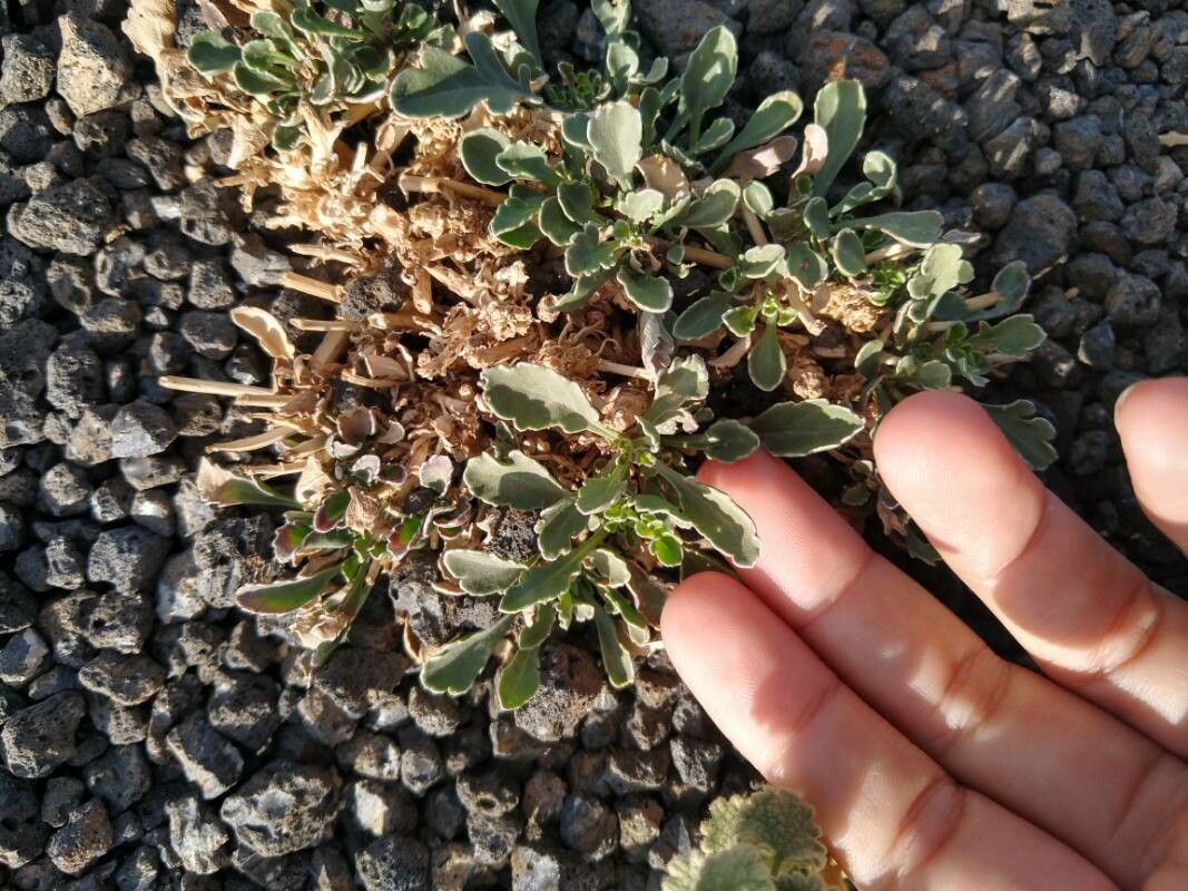 Asteriscus schultzii — houseplant care guide