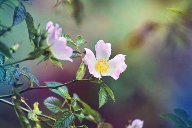 Rosa micrantha flower