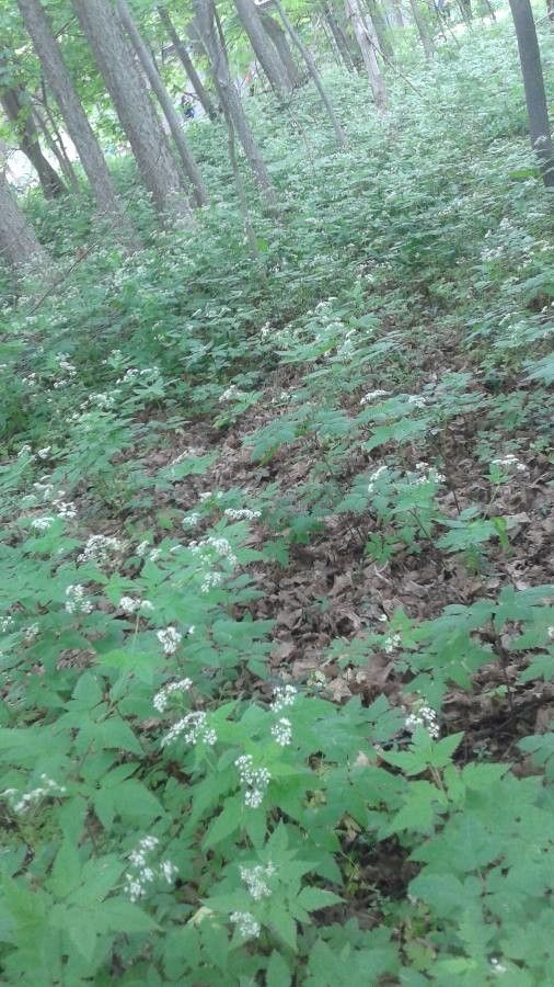 Osmorhiza longistylis flower