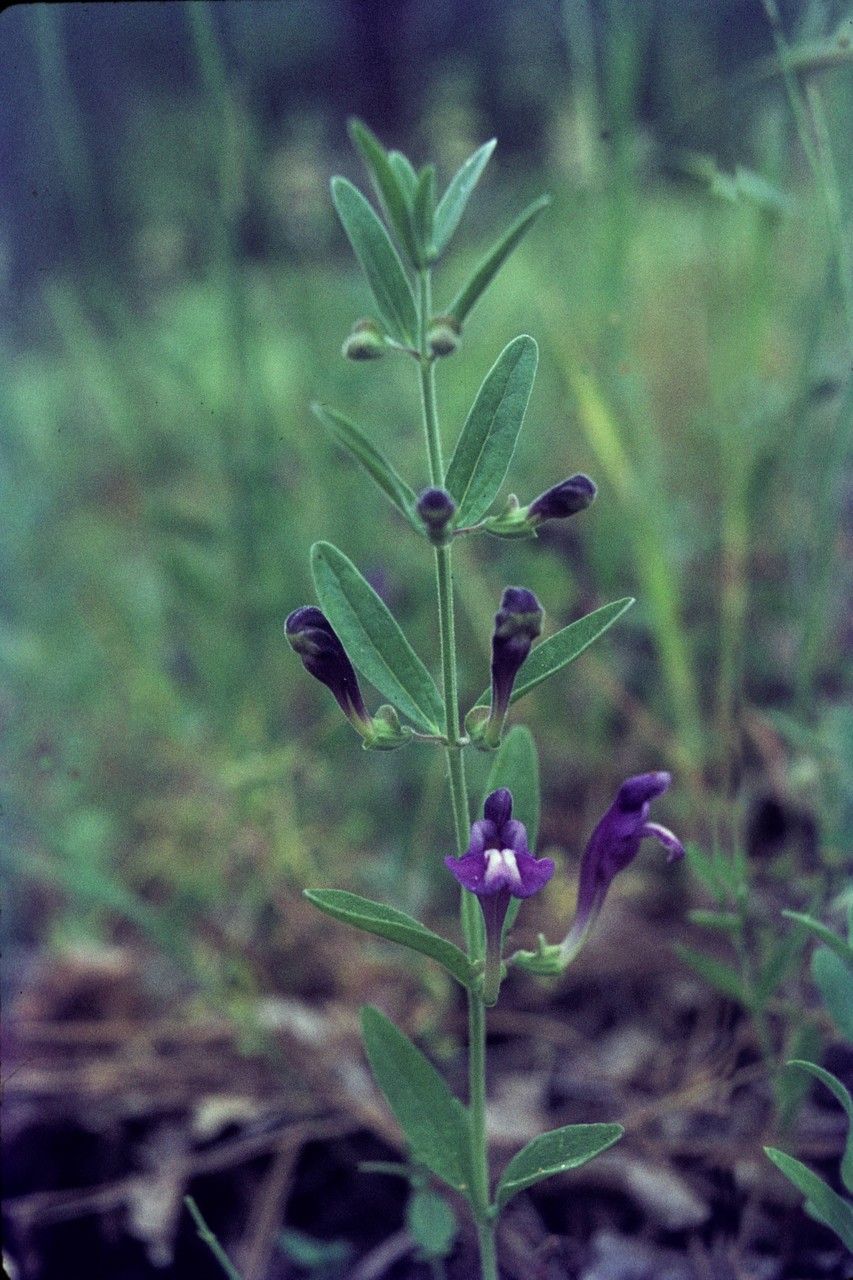 Scutellaria angustifolia habit