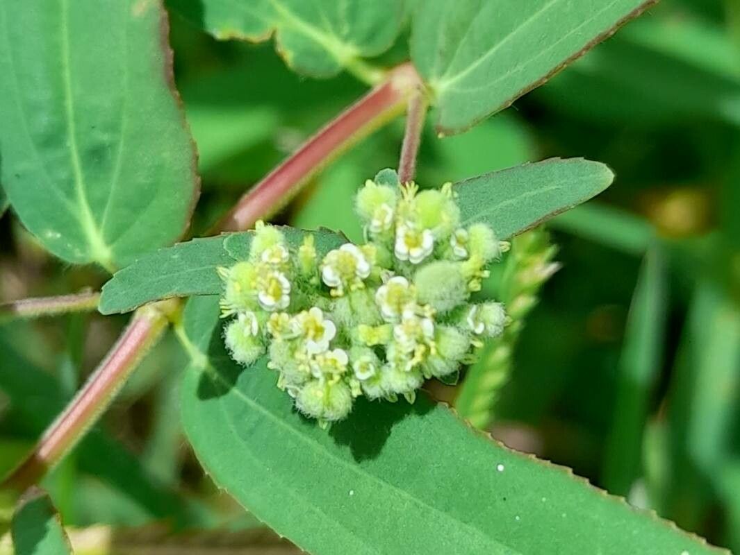 Euphorbia lasiocarpa — houseplant care guide