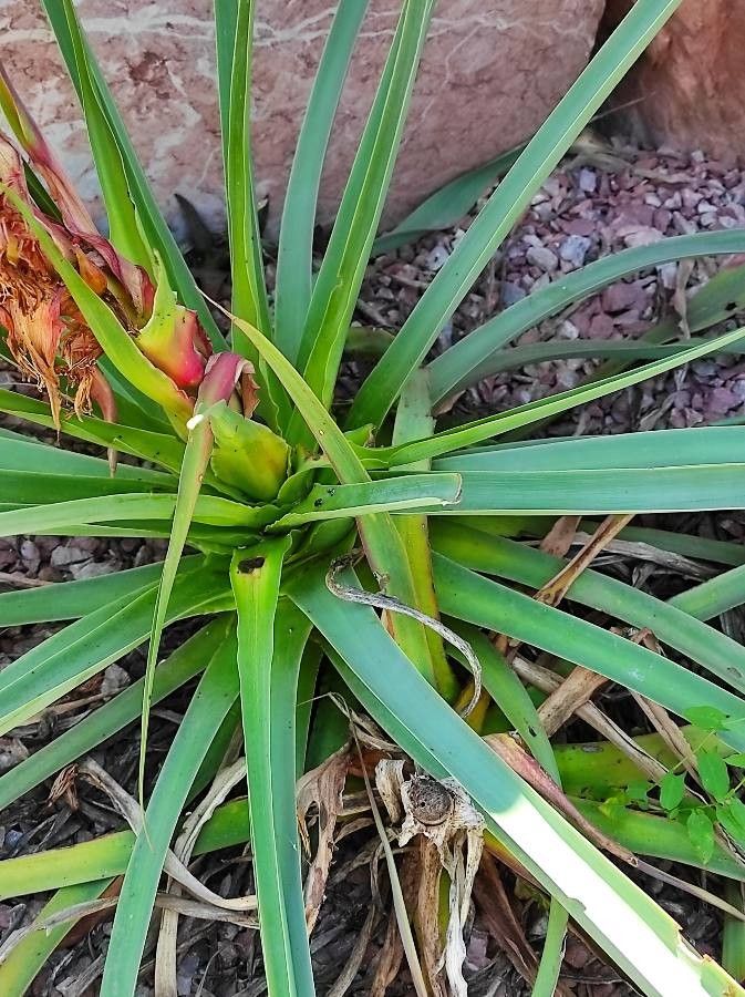 Beschorneria calcicola — related species from the same genus