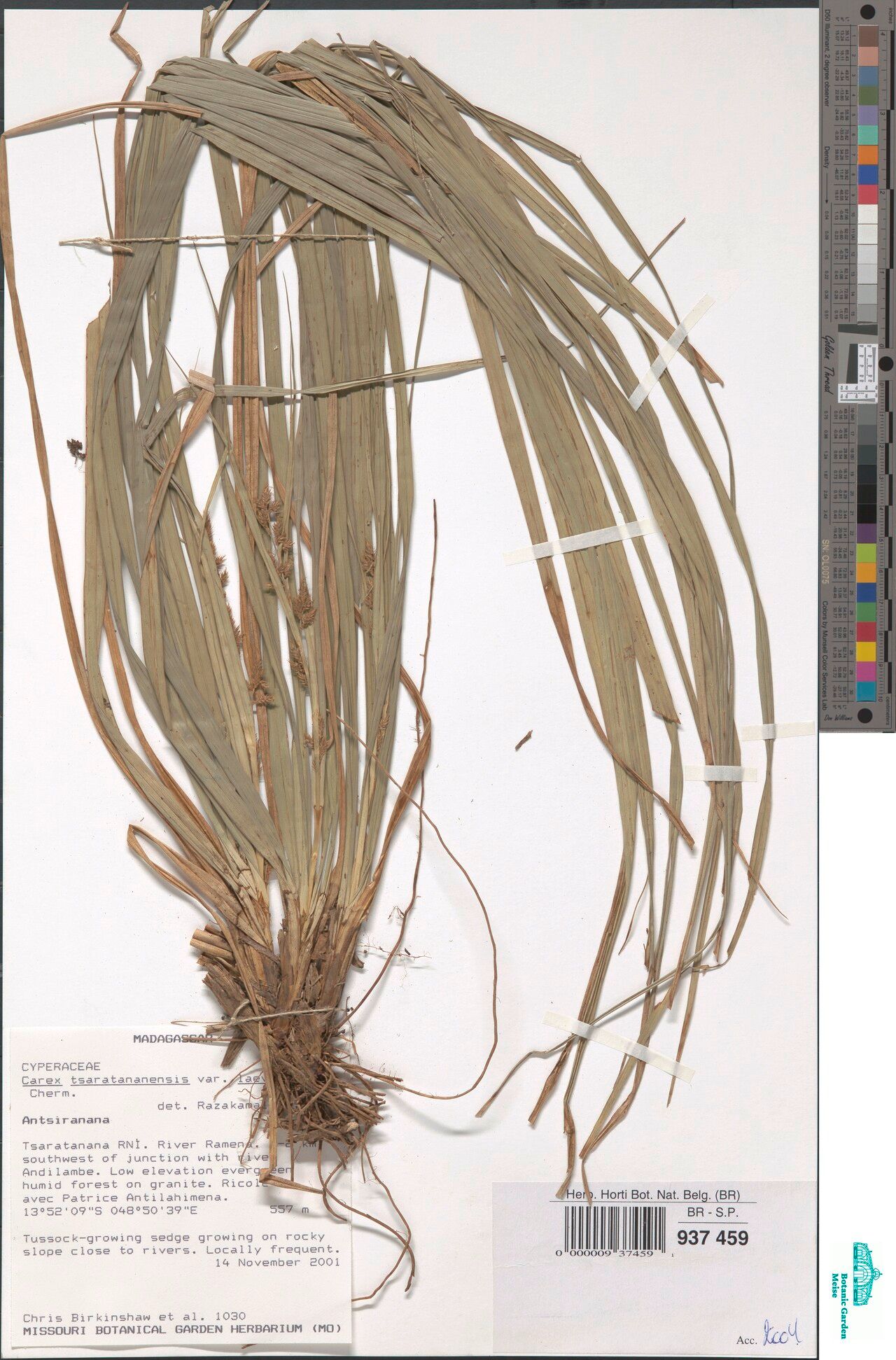 Carex tsaratananensis — houseplant care guide