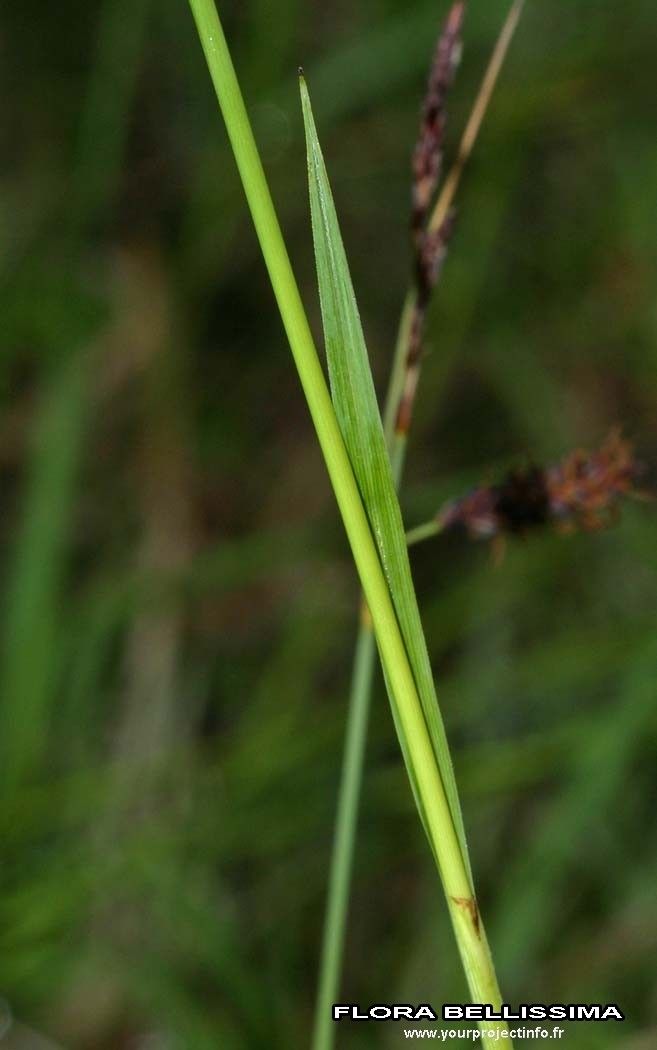 Carex hostiana bark