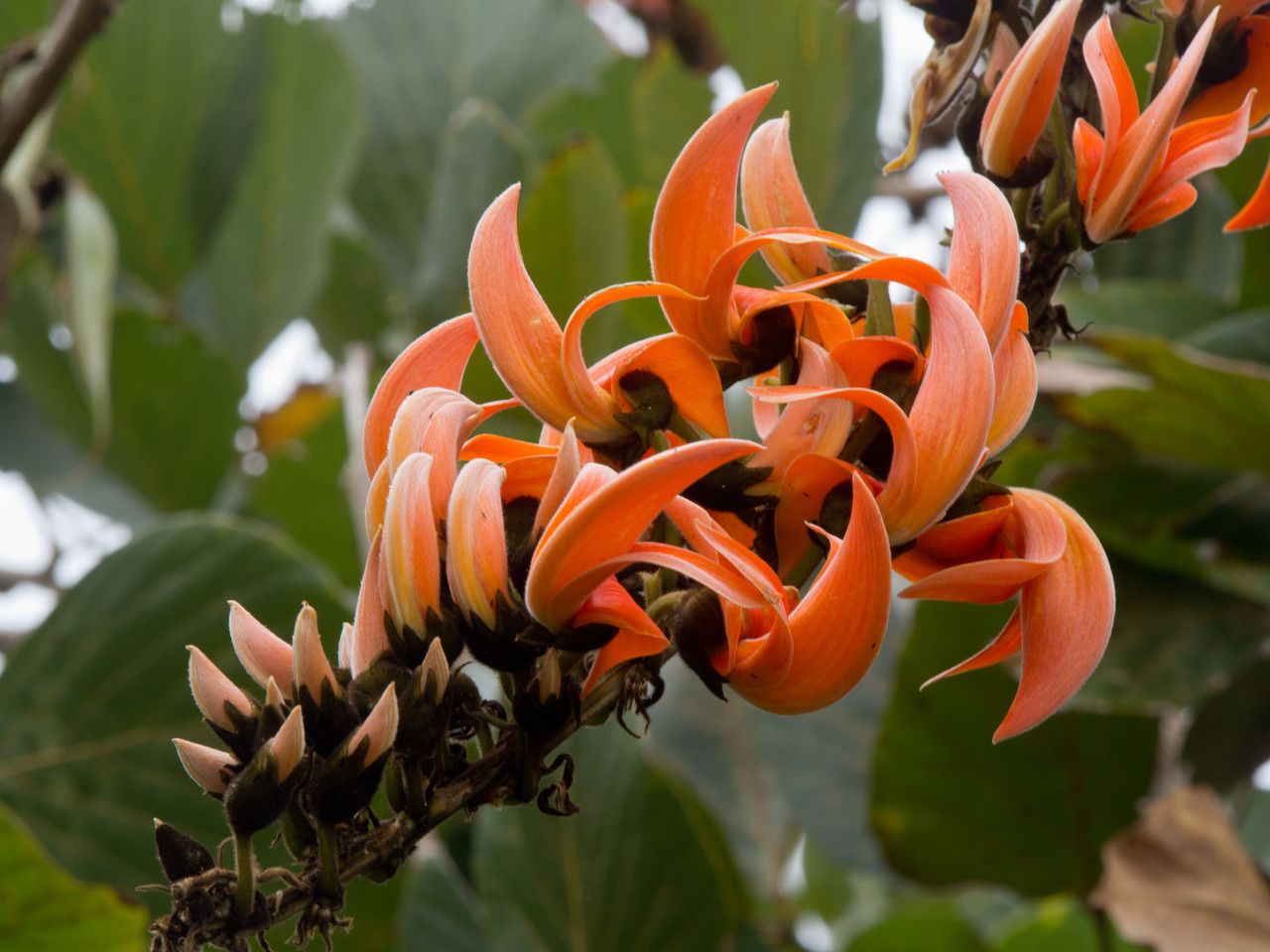 Mucuna bennettii flower