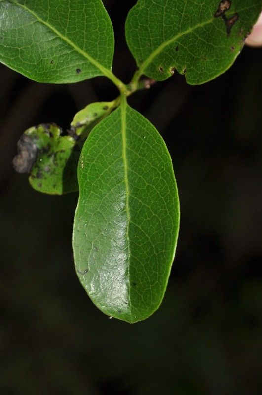Geniostoma borbonicum — related species from the same genus