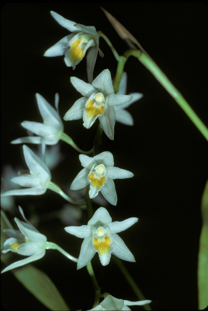 Coelogyne stricta — houseplant care guide