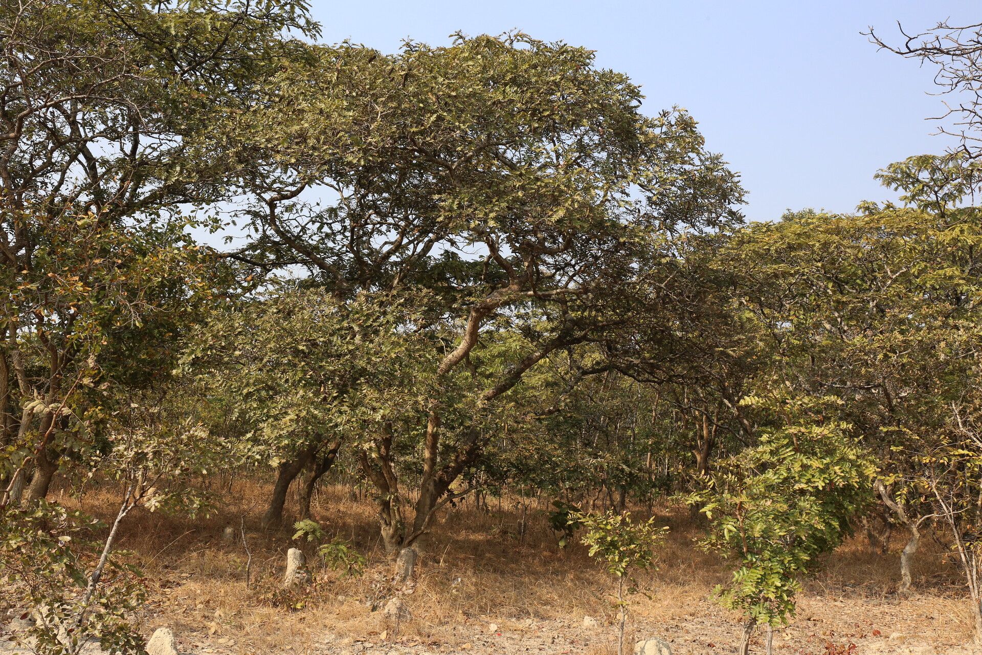 Brachystegia stipulata habit