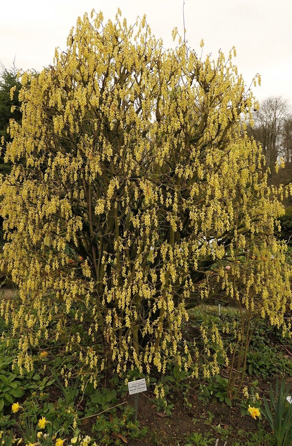 Corylopsis willmottiae habit
