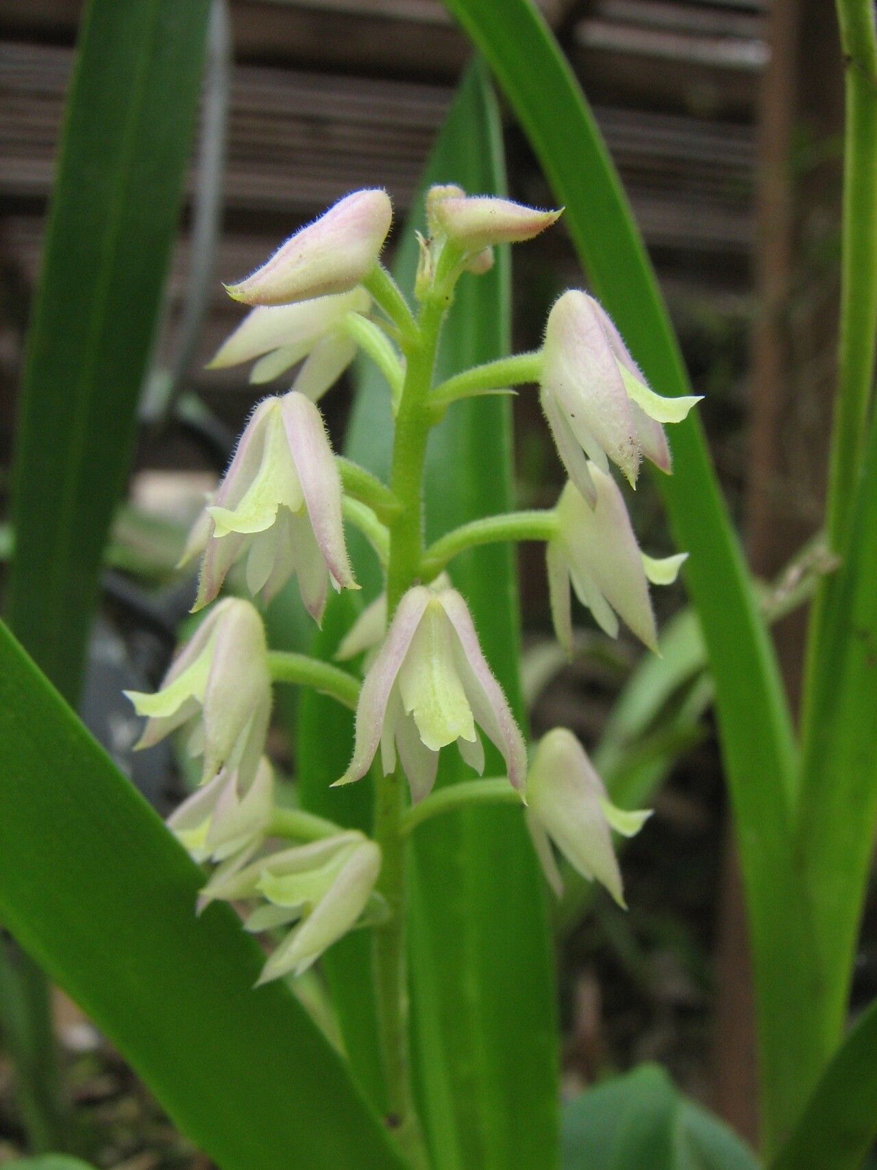 Polystachya dolichophylla flower