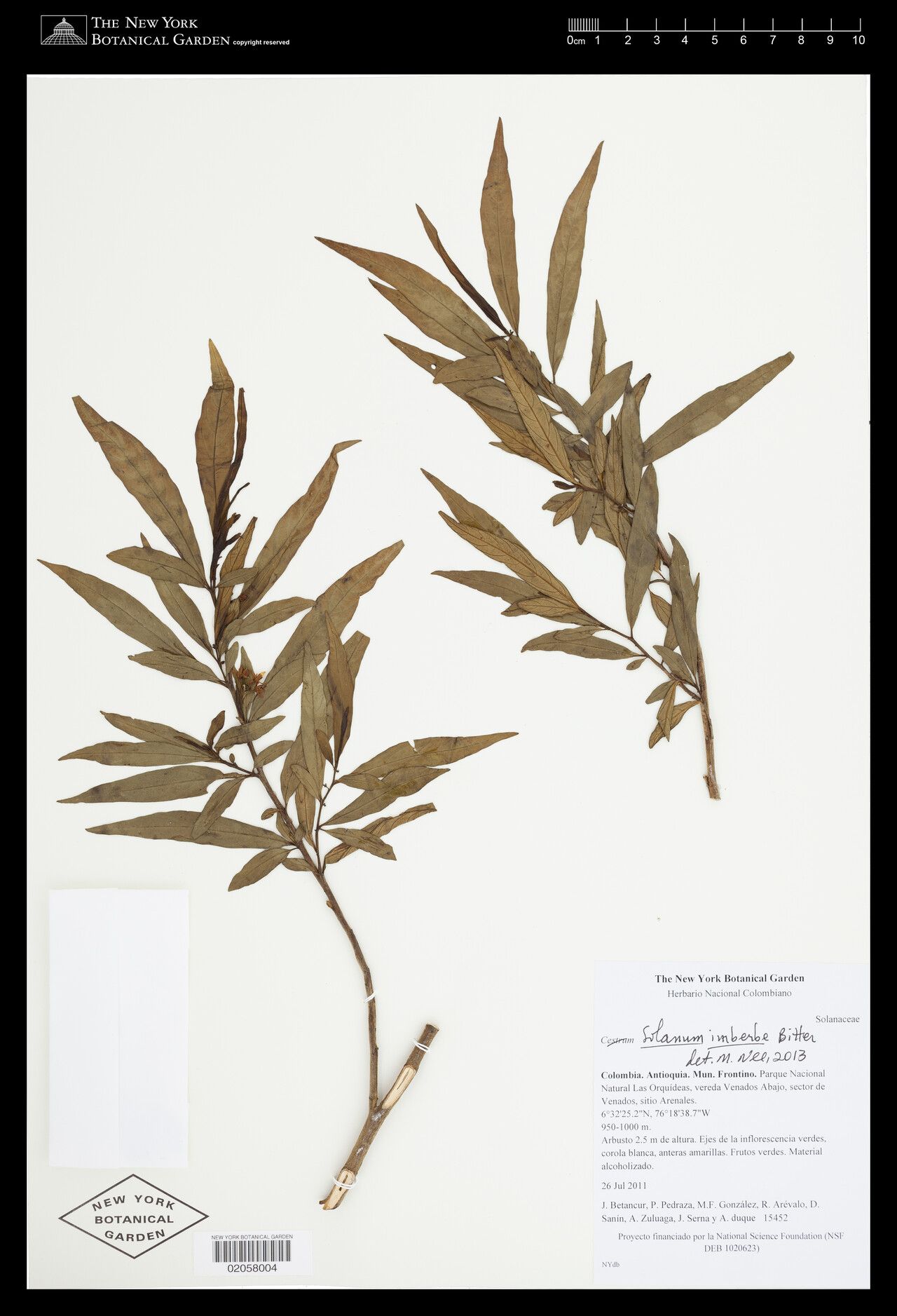 Solanum imberbe — houseplant care guide