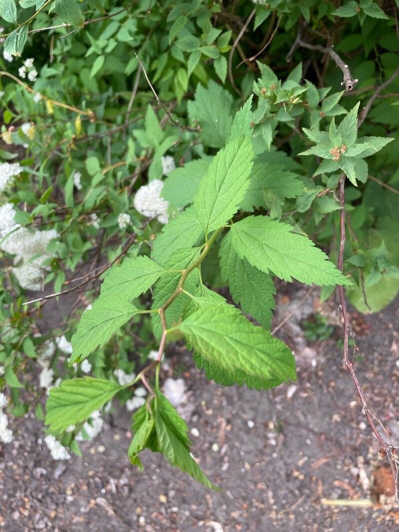 Spiraea miyabei — search result for 'Spiraea'