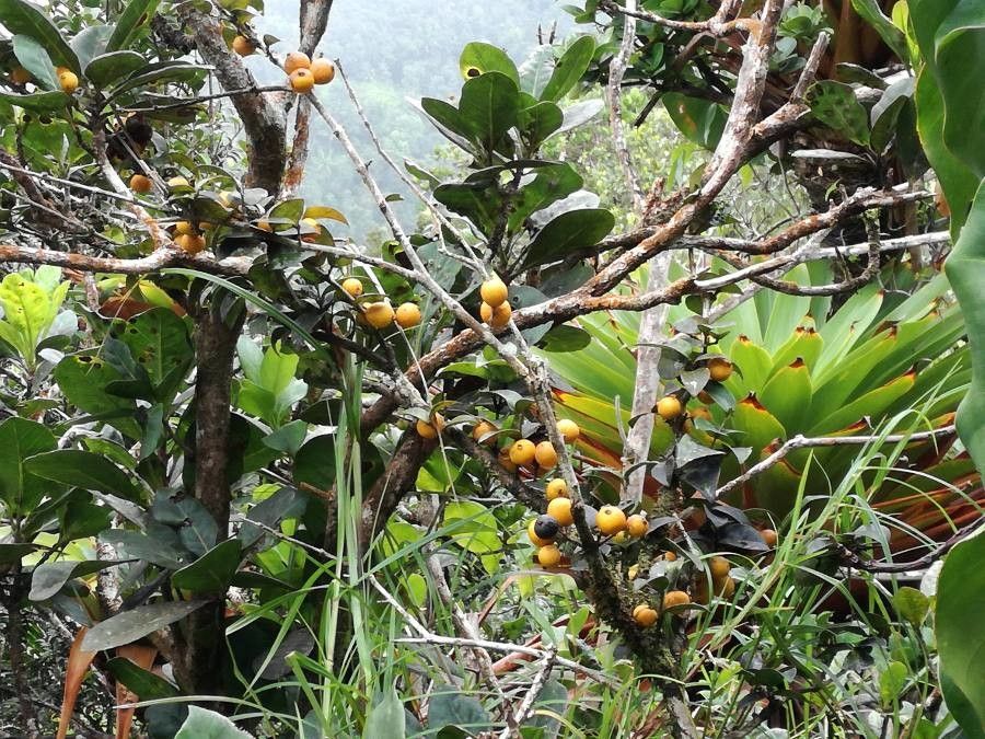 Ficus vieillardiana — houseplant care guide