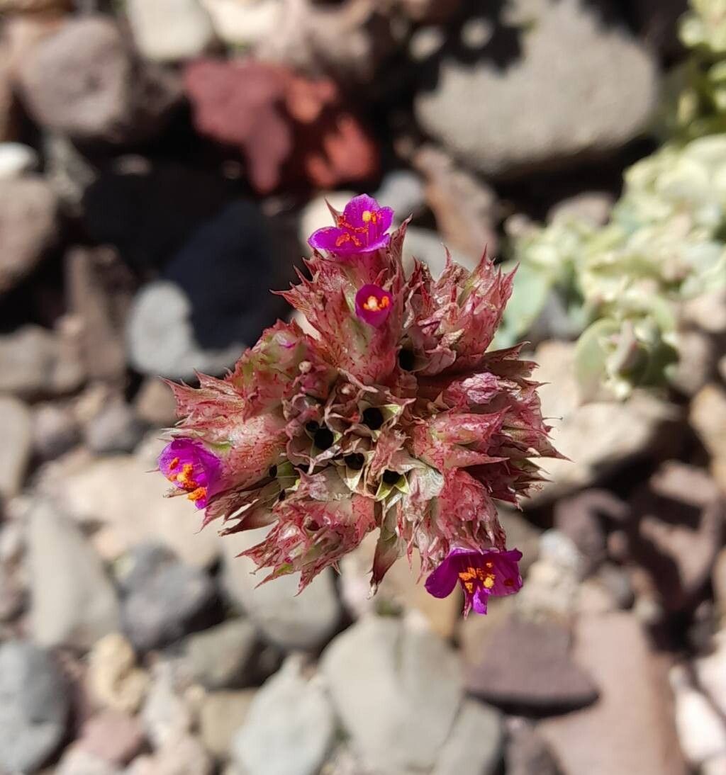 Cistanthe salsoloides flower