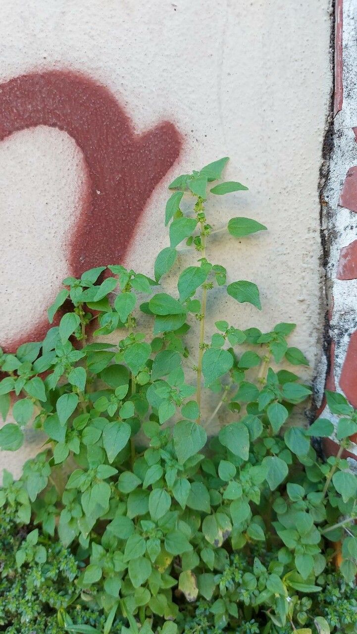 Parietaria debilis leaf