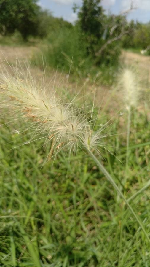 Cenchrus longisetus flower