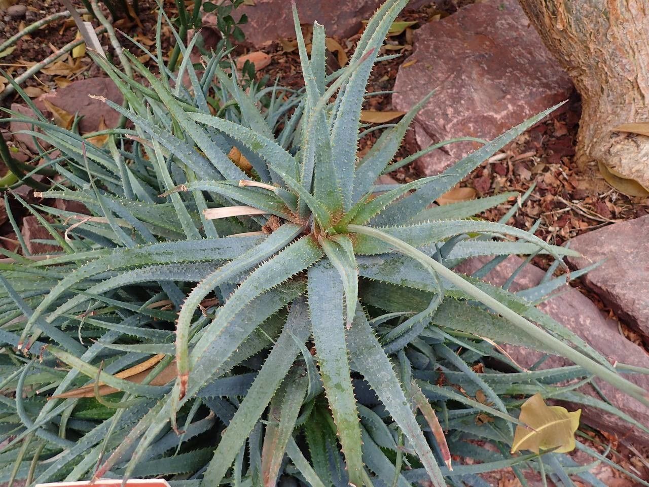 Aloe parvula habit