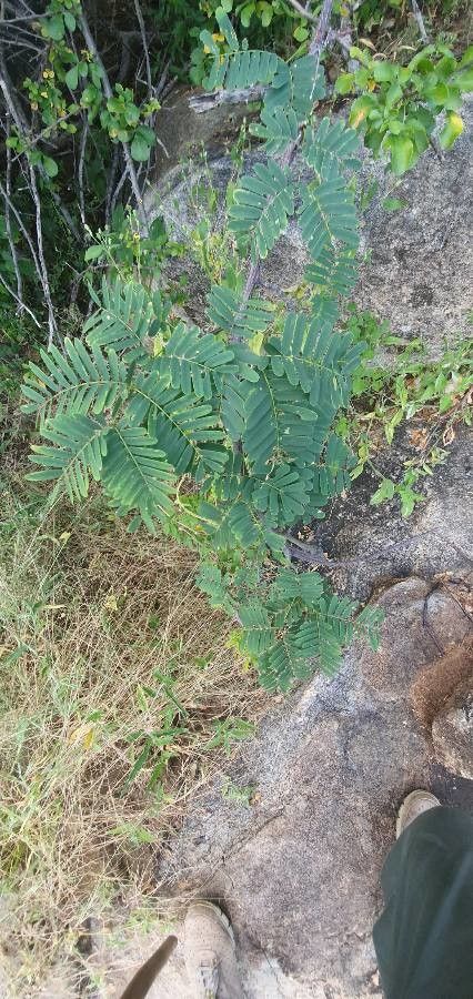 Entada leptostachya leaf