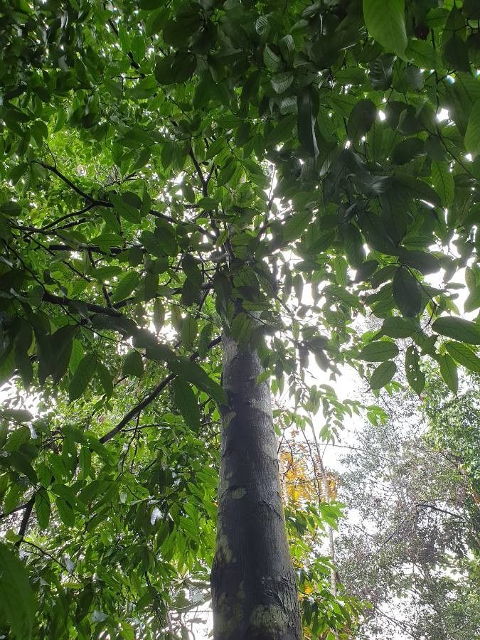 Neobalanocarpus heimii bark