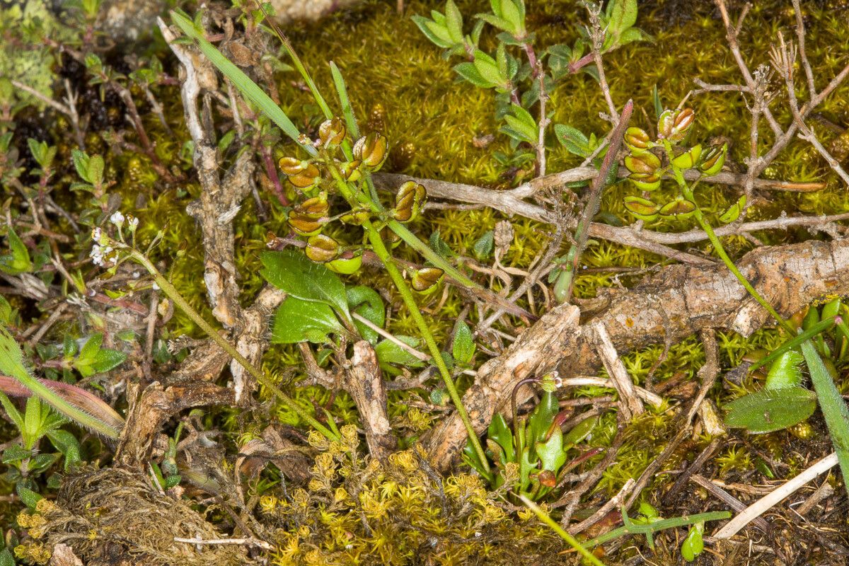 Teesdalia coronopifolia fruit