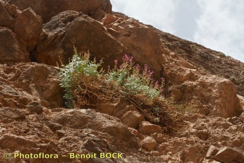Centranthus battandieri other